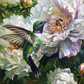 Black Chinned Hummingbird